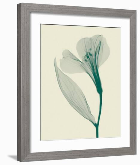 Alstromeria II-Steven N^ Meyers-Framed Art Print