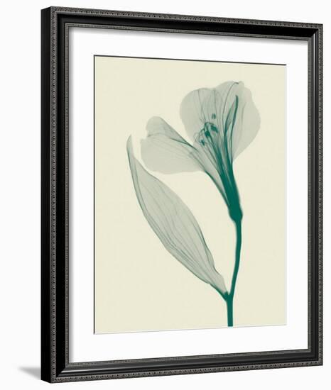 Alstromeria II-Steven N^ Meyers-Framed Art Print