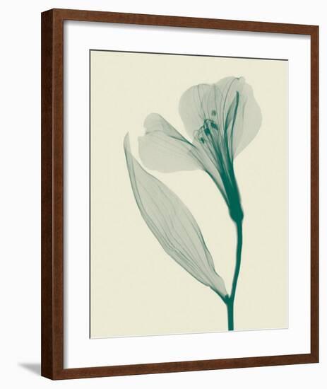 Alstromeria II-Steven N^ Meyers-Framed Art Print