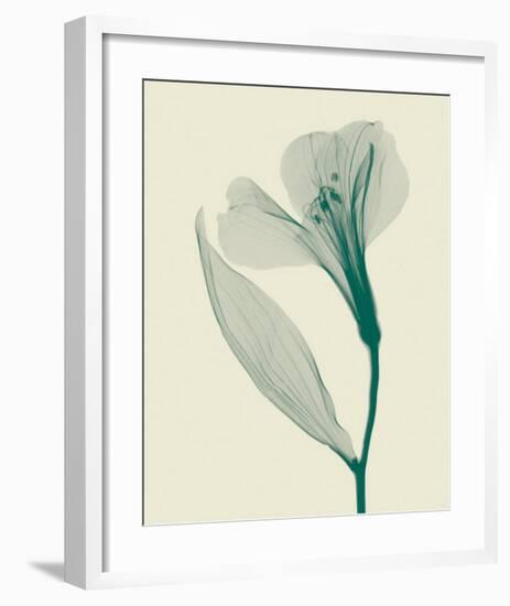 Alstromeria II-Steven N^ Meyers-Framed Art Print