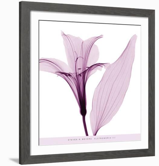 Alstromeria III-Steven N^ Meyers-Framed Art Print