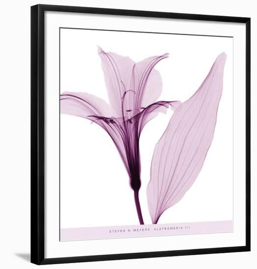 Alstromeria III-Steven N^ Meyers-Framed Art Print