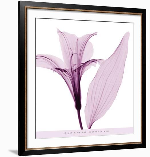 Alstromeria III-Steven N^ Meyers-Framed Art Print