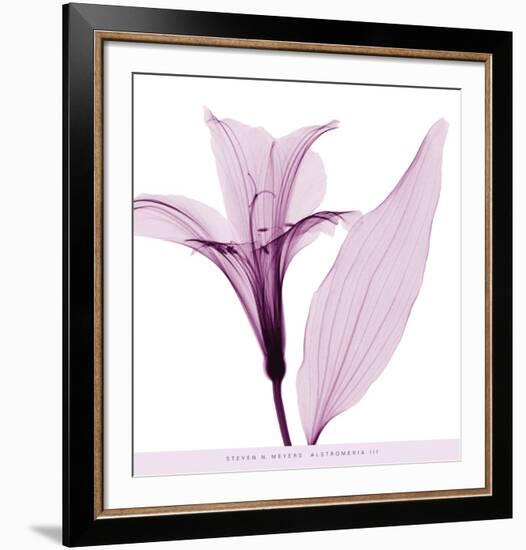 Alstromeria III-Steven N^ Meyers-Framed Art Print