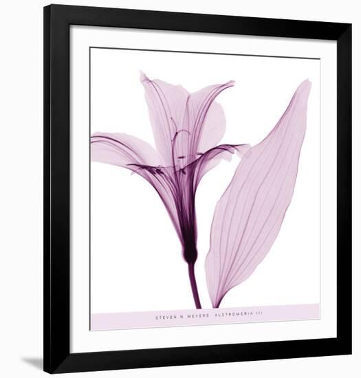 Alstromeria III-Steven N^ Meyers-Framed Art Print