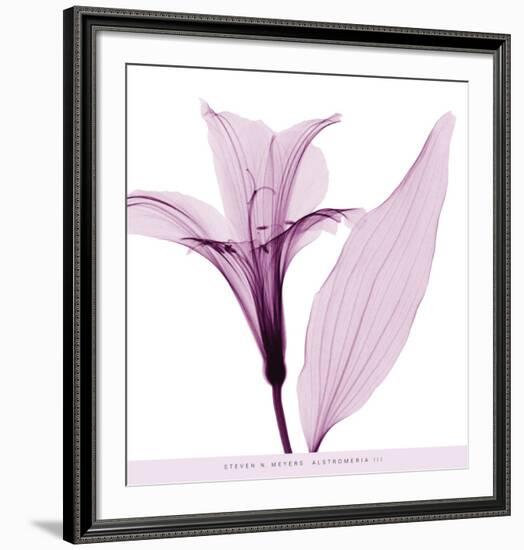 Alstromeria III-Steven N^ Meyers-Framed Art Print