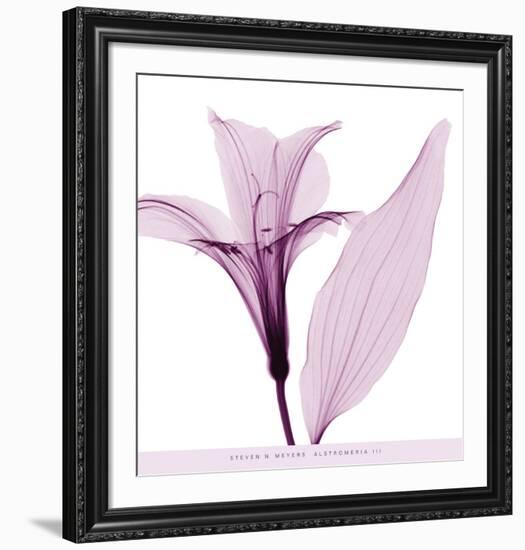 Alstromeria III-Steven N^ Meyers-Framed Art Print