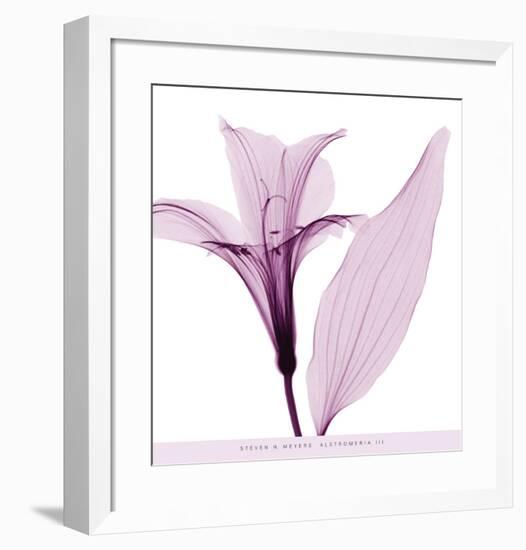 Alstromeria III-Steven N^ Meyers-Framed Art Print