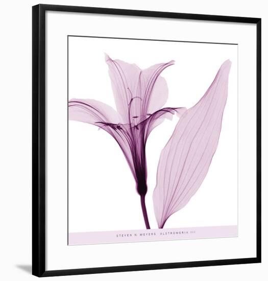 Alstromeria III-Steven N^ Meyers-Framed Art Print