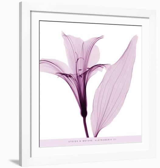 Alstromeria III-Steven N^ Meyers-Framed Art Print