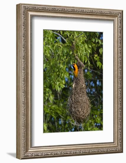 Altamira Oriole adult emerging from nest.-Larry Ditto-Framed Photographic Print