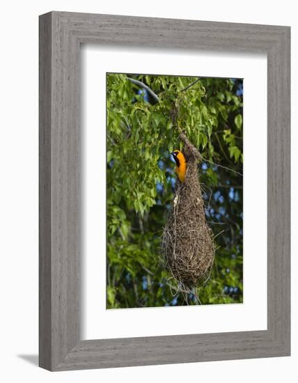 Altamira Oriole adult emerging from nest.-Larry Ditto-Framed Photographic Print