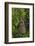 Altamira Oriole adult emerging from nest.-Larry Ditto-Framed Photographic Print