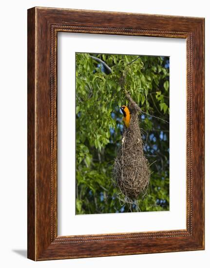 Altamira Oriole adult emerging from nest.-Larry Ditto-Framed Photographic Print