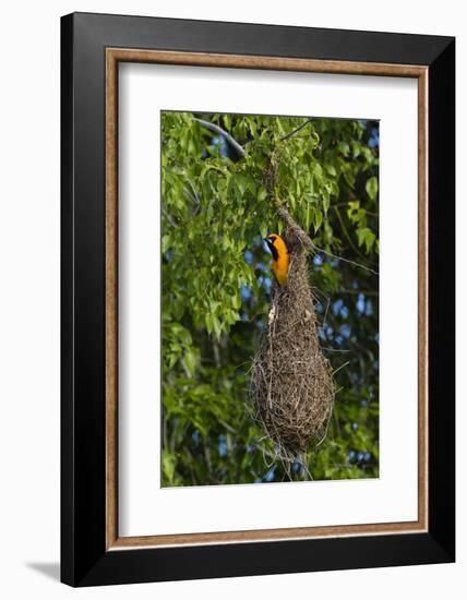 Altamira Oriole adult emerging from nest.-Larry Ditto-Framed Photographic Print