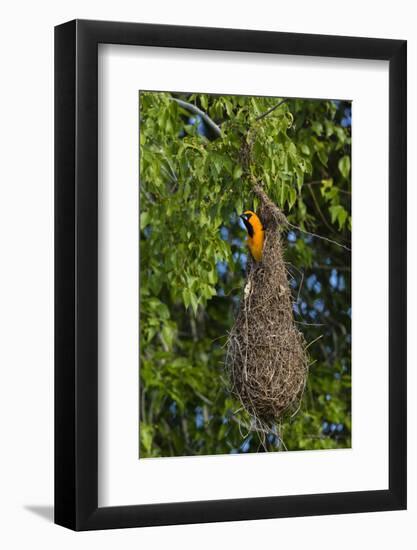 Altamira Oriole adult emerging from nest.-Larry Ditto-Framed Photographic Print