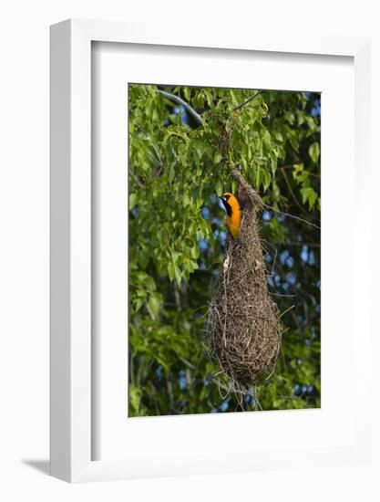 Altamira Oriole adult emerging from nest.-Larry Ditto-Framed Photographic Print