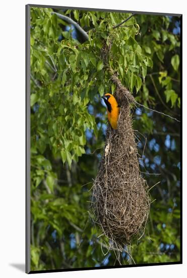 Altamira Oriole adult emerging from nest.-Larry Ditto-Mounted Photographic Print