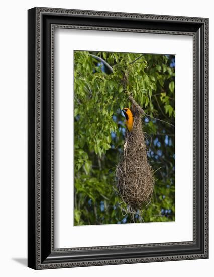 Altamira Oriole adult emerging from nest.-Larry Ditto-Framed Photographic Print