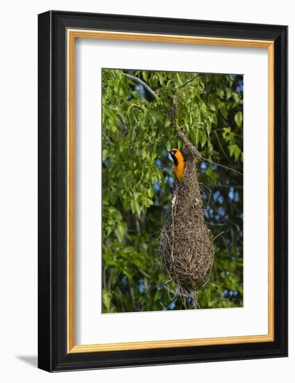 Altamira Oriole adult emerging from nest.-Larry Ditto-Framed Photographic Print