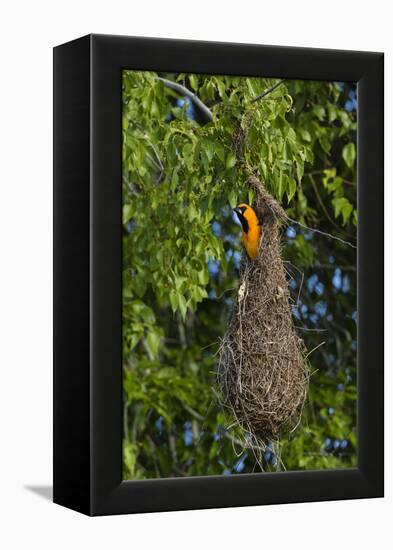 Altamira Oriole adult emerging from nest.-Larry Ditto-Framed Premier Image Canvas