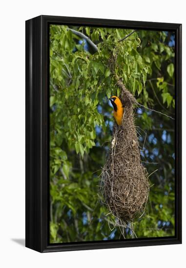 Altamira Oriole adult emerging from nest.-Larry Ditto-Framed Premier Image Canvas