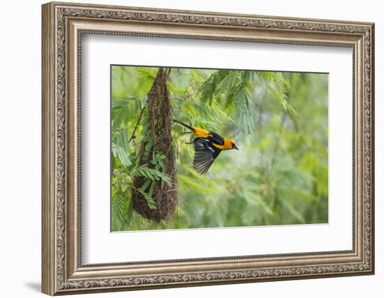 Altamira Oriole at Nest-Larry Ditto-Framed Photographic Print