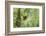 Altamira Oriole at Nest-Larry Ditto-Framed Photographic Print