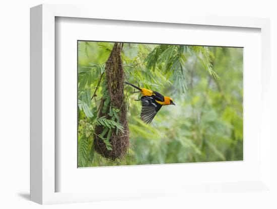 Altamira Oriole at Nest-Larry Ditto-Framed Photographic Print