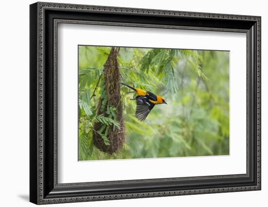 Altamira Oriole at Nest-Larry Ditto-Framed Photographic Print