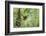 Altamira Oriole at Nest-Larry Ditto-Framed Photographic Print