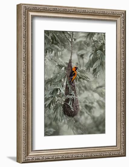 Altamira Oriole at Nest-Larry Ditto-Framed Photographic Print