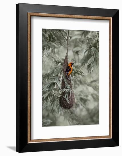 Altamira Oriole at Nest-Larry Ditto-Framed Photographic Print