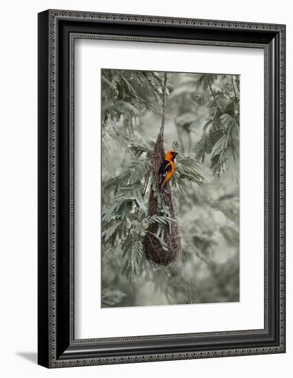 Altamira Oriole at Nest-Larry Ditto-Framed Photographic Print