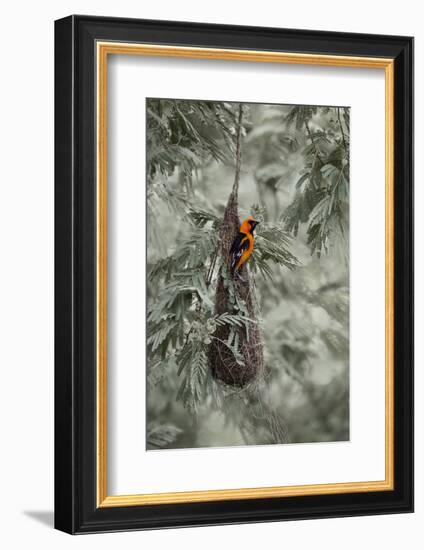 Altamira Oriole at Nest-Larry Ditto-Framed Photographic Print