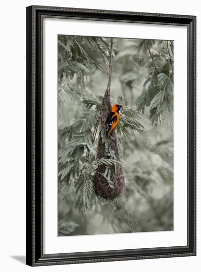 Altamira Oriole at Nest-Larry Ditto-Framed Photographic Print