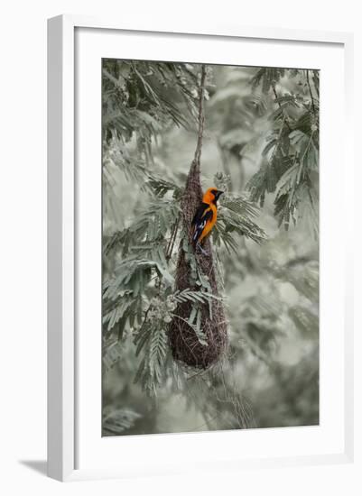 Altamira Oriole at Nest-Larry Ditto-Framed Photographic Print