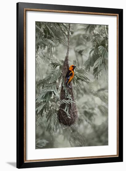 Altamira Oriole at Nest-Larry Ditto-Framed Photographic Print