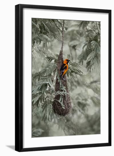 Altamira Oriole at Nest-Larry Ditto-Framed Photographic Print