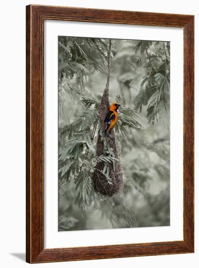 Altamira Oriole at Nest-Larry Ditto-Framed Photographic Print