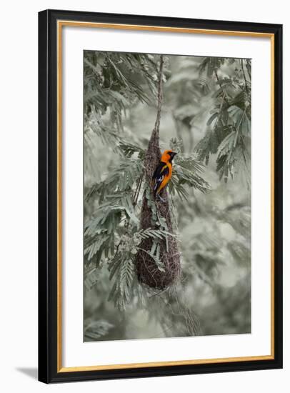 Altamira Oriole at Nest-Larry Ditto-Framed Photographic Print