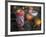 Altar Offering Decorated with Flowers, Fruit and a Candle for Day of the Dead, Oaxaca, Mexico-Judith Haden-Framed Photographic Print