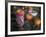 Altar Offering Decorated with Flowers, Fruit and a Candle for Day of the Dead, Oaxaca, Mexico-Judith Haden-Framed Photographic Print