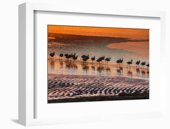 Altiplano, Bolivia, Eduardo Abaroa Andean Fauna National Reserve, Laguna Colorada, flamingos-Art Wolfe-Framed Photographic Print