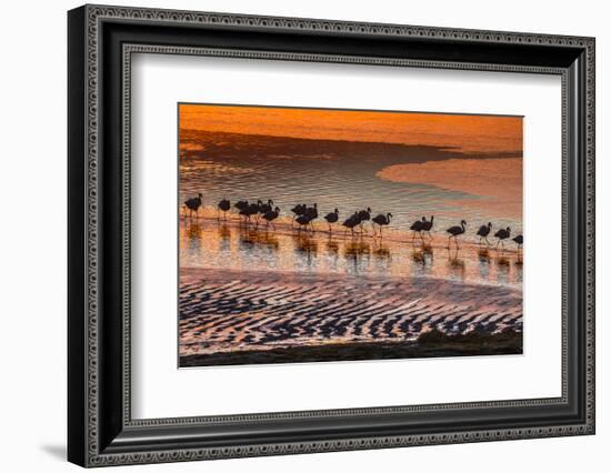 Altiplano, Bolivia, Eduardo Abaroa Andean Fauna National Reserve, Laguna Colorada, flamingos-Art Wolfe-Framed Photographic Print