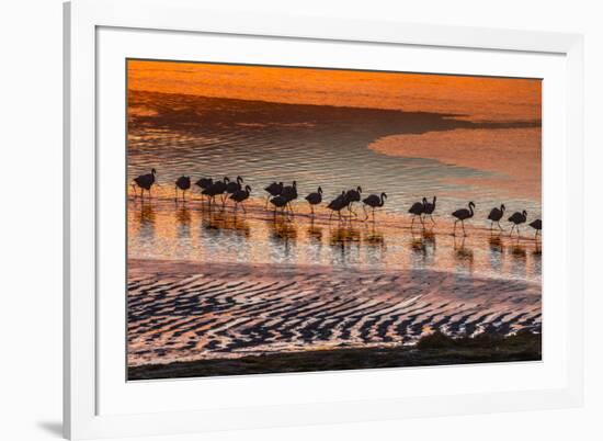 Altiplano, Bolivia, Eduardo Abaroa Andean Fauna National Reserve, Laguna Colorada, flamingos-Art Wolfe-Framed Photographic Print
