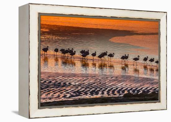 Altiplano, Bolivia, Eduardo Abaroa Andean Fauna National Reserve, Laguna Colorada, flamingos-Art Wolfe-Framed Premier Image Canvas