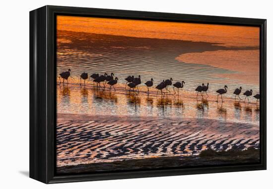 Altiplano, Bolivia, Eduardo Abaroa Andean Fauna National Reserve, Laguna Colorada, flamingos-Art Wolfe-Framed Premier Image Canvas