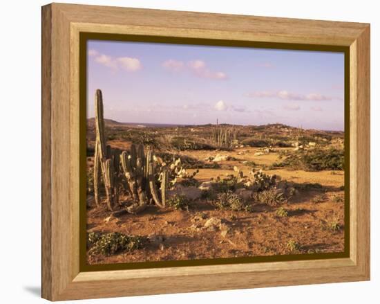 Alto Vista Cactus Desert, Aruba, West Indies, Dutch Caribbean, Central America-Sergio Pitamitz-Framed Premier Image Canvas