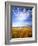 Altocumulus Clouds above Rushes and Tufa on Shore of Mono Lake, California, USA-Scott T. Smith-Framed Photographic Print